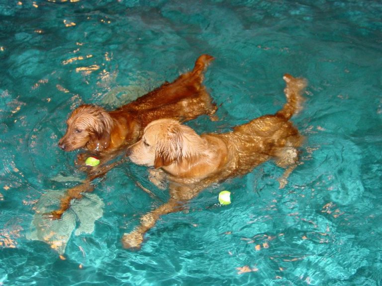 Whether it’s dog kenneling or doggie day care, We Take Those Worries Away By Eliminating Your Pets Separation Anxiety!!